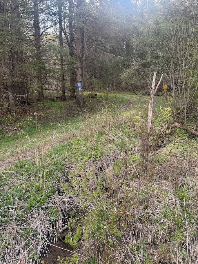 Bramley Mountain Road Bloomville, NY 13739 - Photo 3 of 19