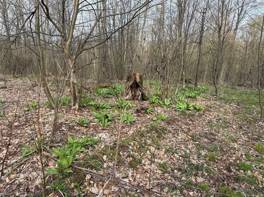 Bramley Mountain Road Bloomville, NY 13739 - Photo 10 of 19