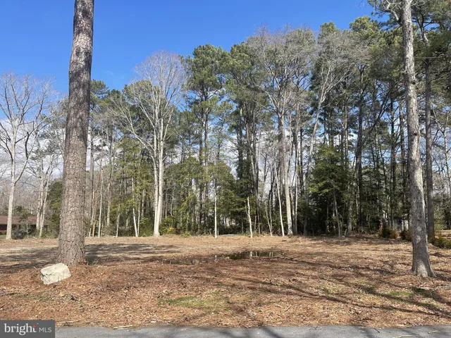 a view of a park with large trees