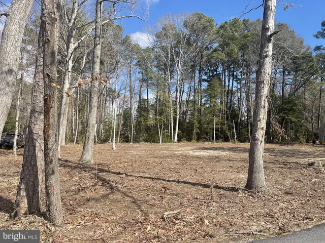 a view of a backyard with large trees