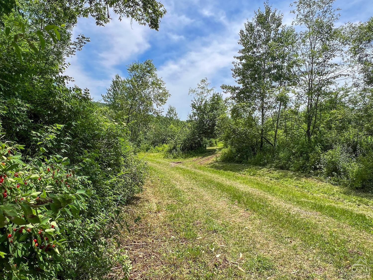 0 Woodland Hills Road Andes, NY 13731 - Photo 16 of 71 a view of a yard with plants and a bench