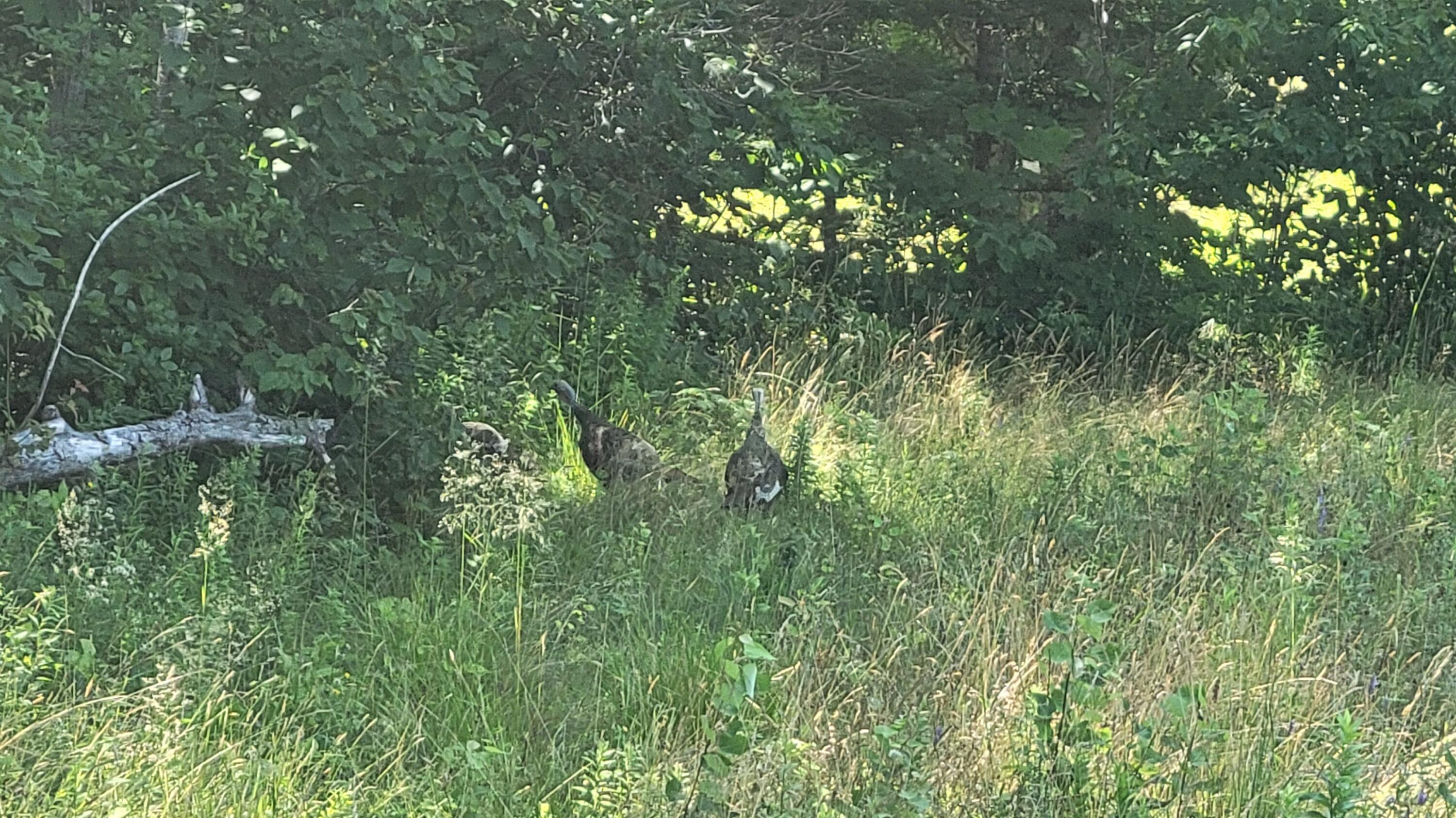 0 Pond Road Gouldsboro, ME 04607 - Photo 14 of 15 Wild Turkeys