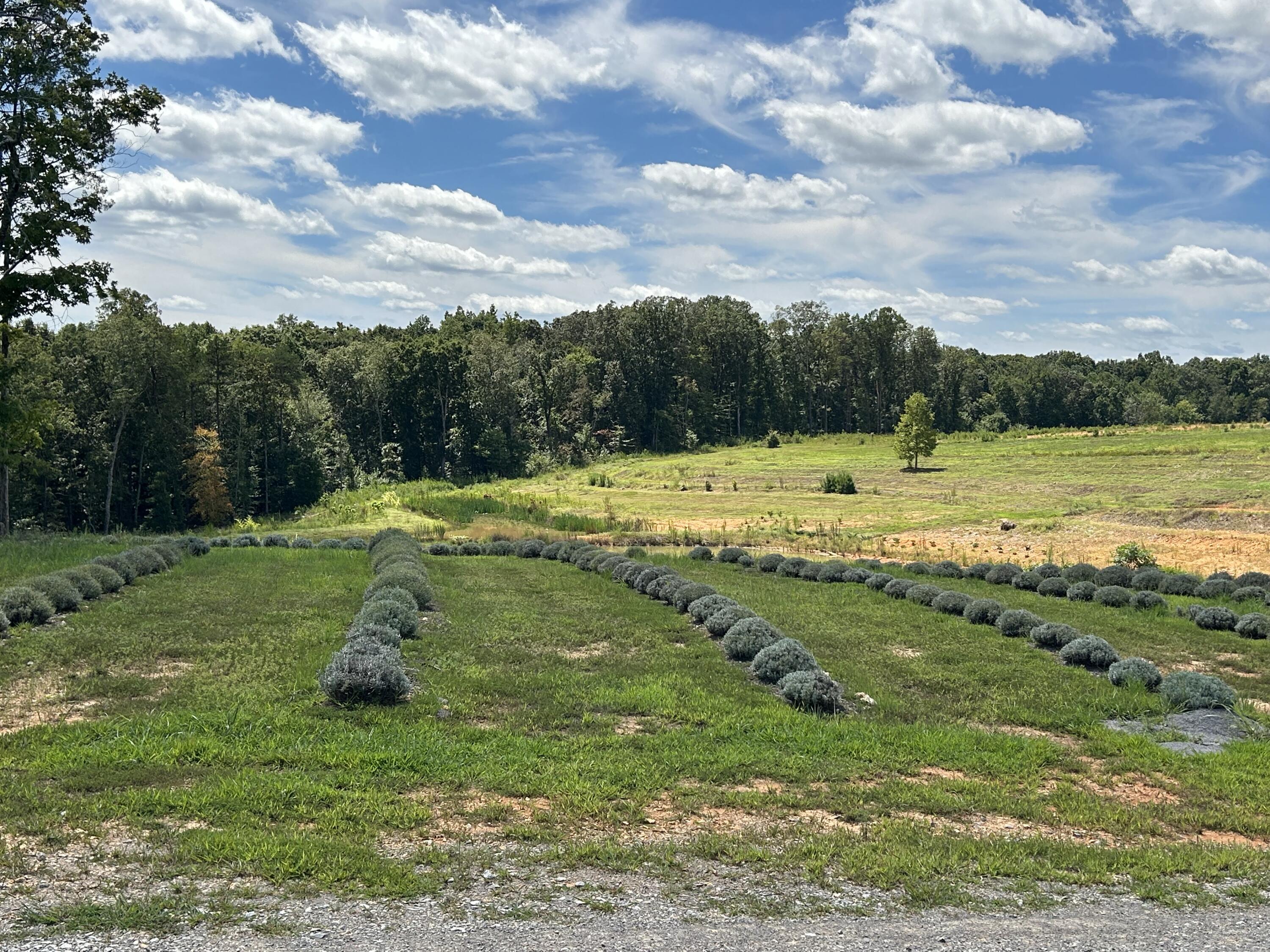 353 County Road 170 Athens, TN 37303 - Photo 4 of 10 IMG_3822