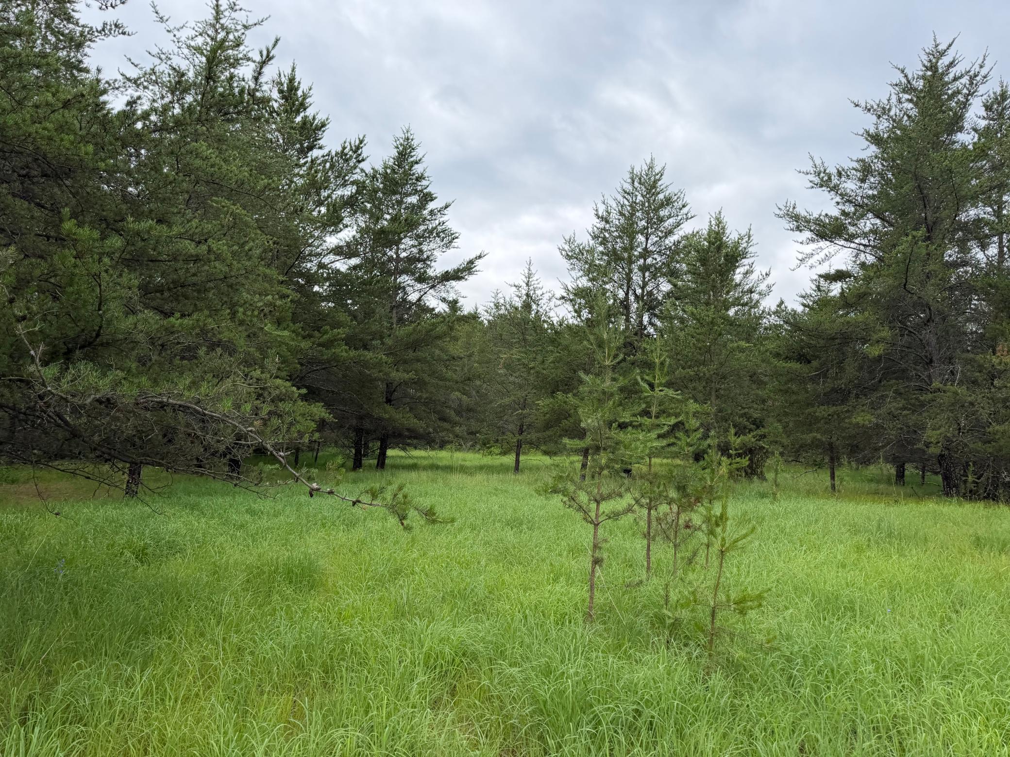 Tbd 350th Street Sebeka, MN 56477 - Photo 83 of 100
