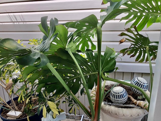 55 Boca Chica Road, Unit 132 Key West, FL 33040 - Photo 36 of 54 a plant that is sitting in front of a house