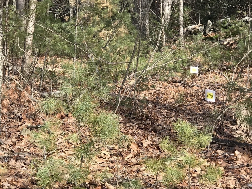165 Shepard Road Sturbridge, MA 01566 - Photo 3 of 5
