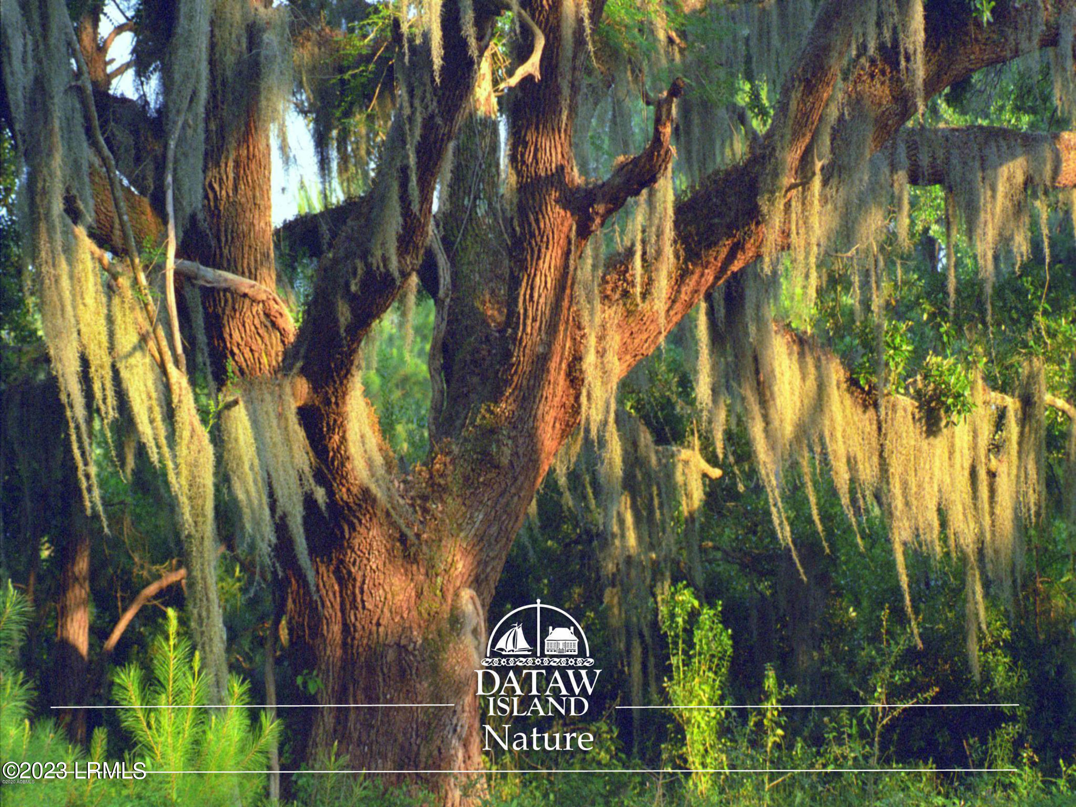 745 North Reeve Road St. Helena Island, SC 29920 - Photo 40 of 42 H Nature