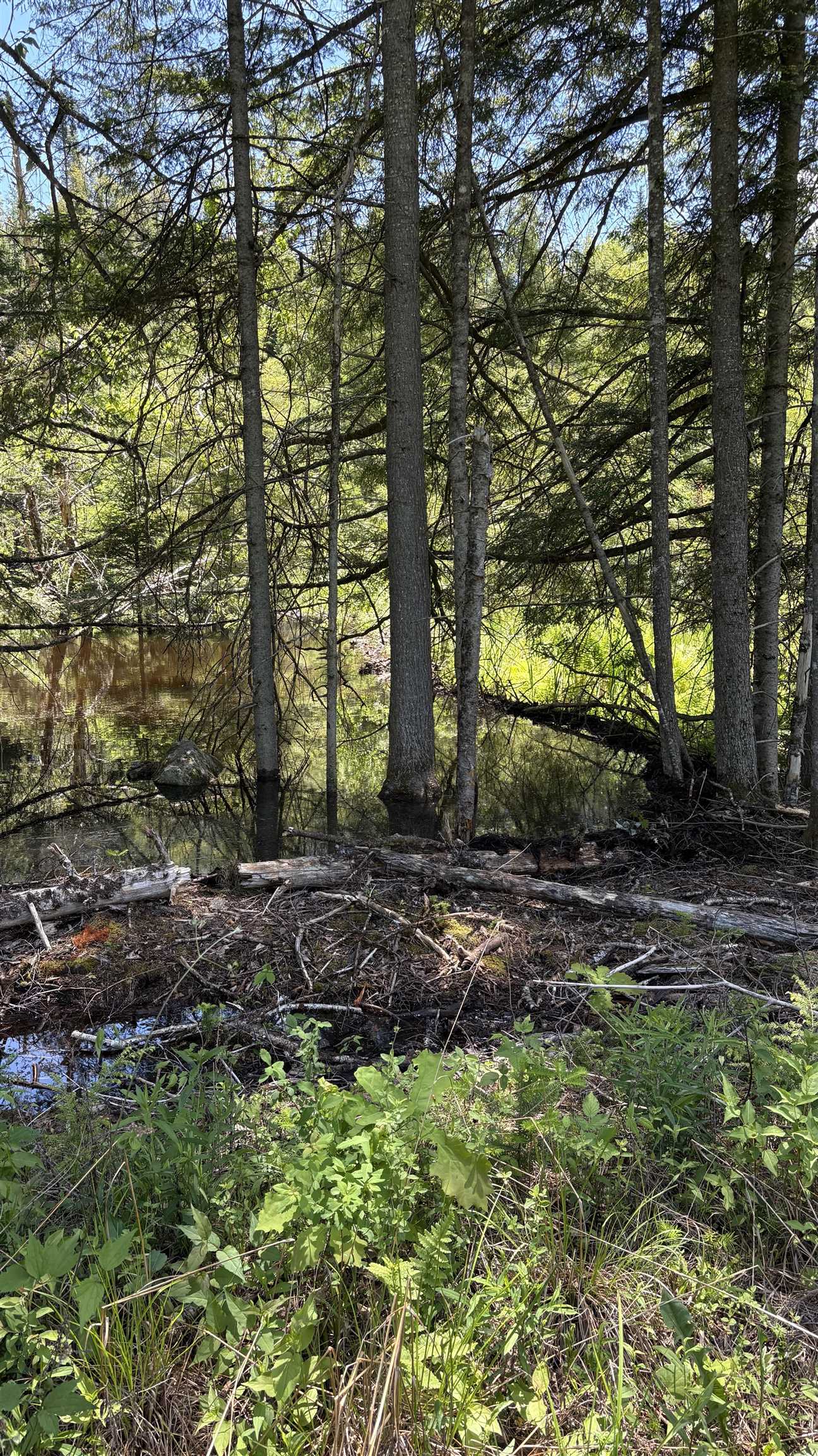 0 Oregon Road, Unit 2 Lyman, NH 03585 - Photo 6 of 8