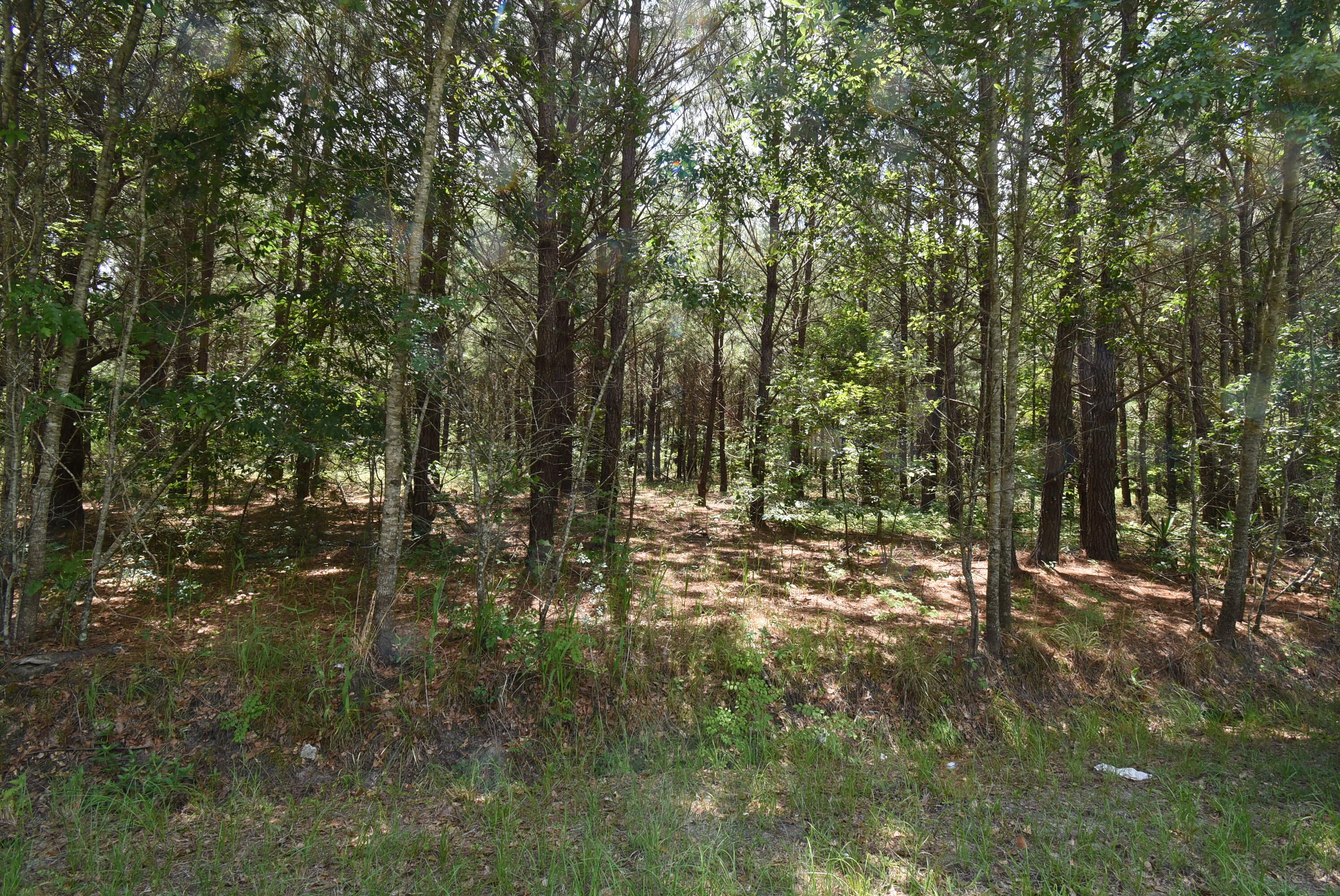 0 Infinger St. George, SC 29477 - Photo 1 of 7 DSC_0638