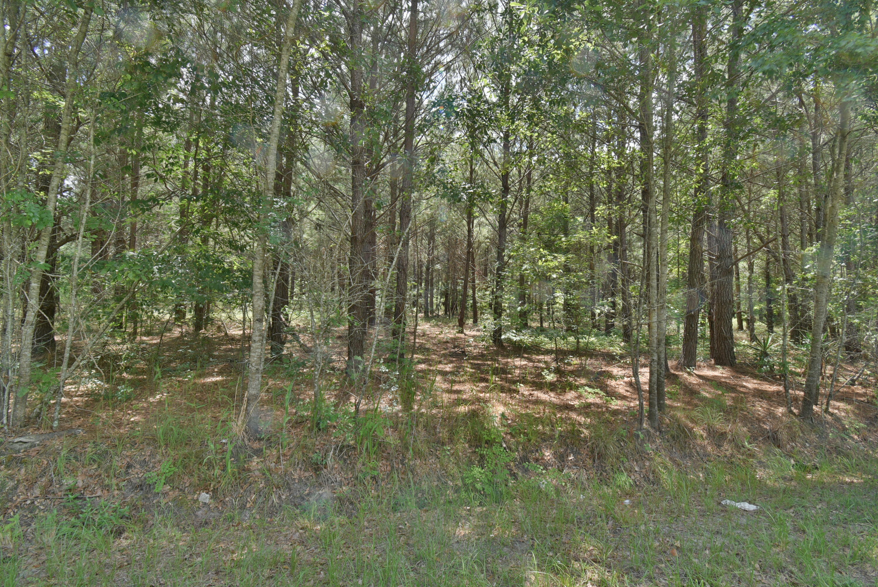 0 Infinger St. George, SC 29477 - Photo 2 of 7 DSC_0639