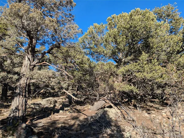 a view of a tree