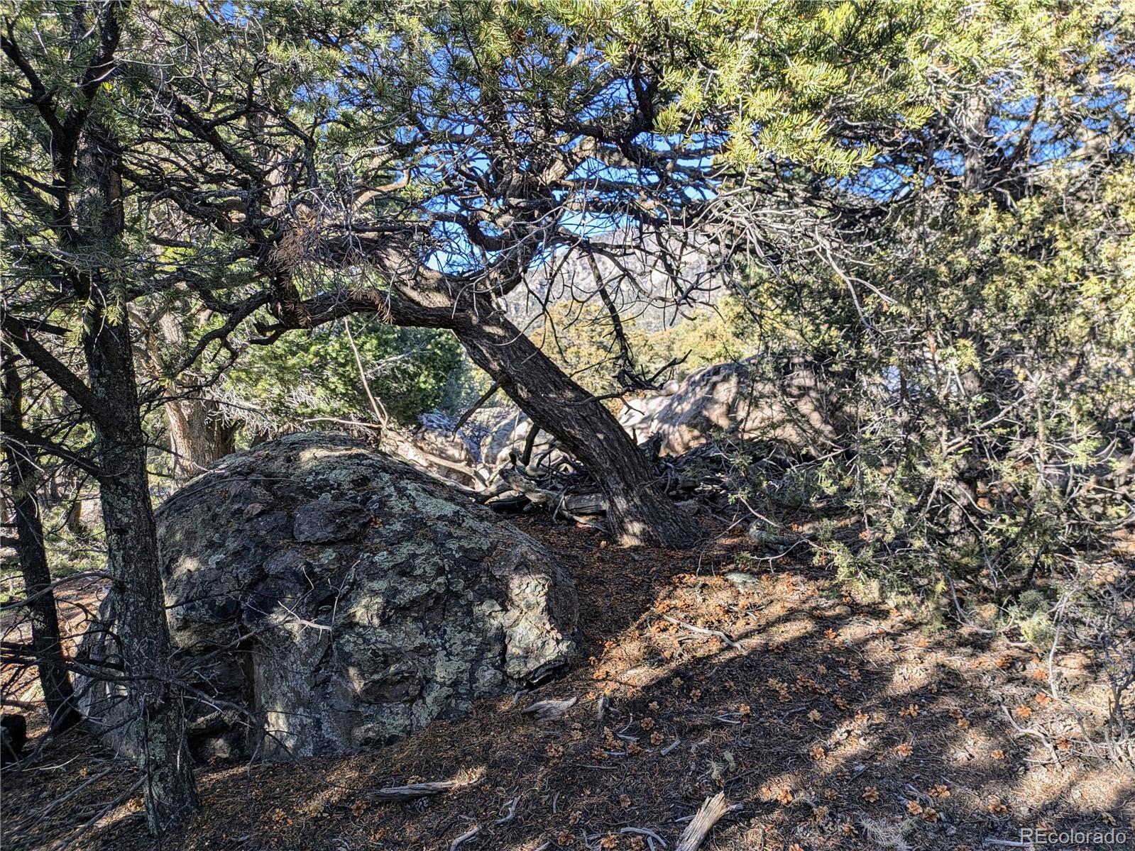 1284 Echo Point Crestone, CO 81131 - Photo 8 of 11 a picture of tree