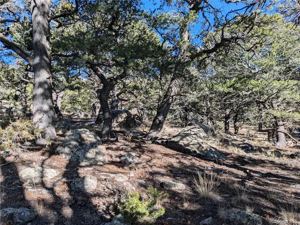 a view of a tree
