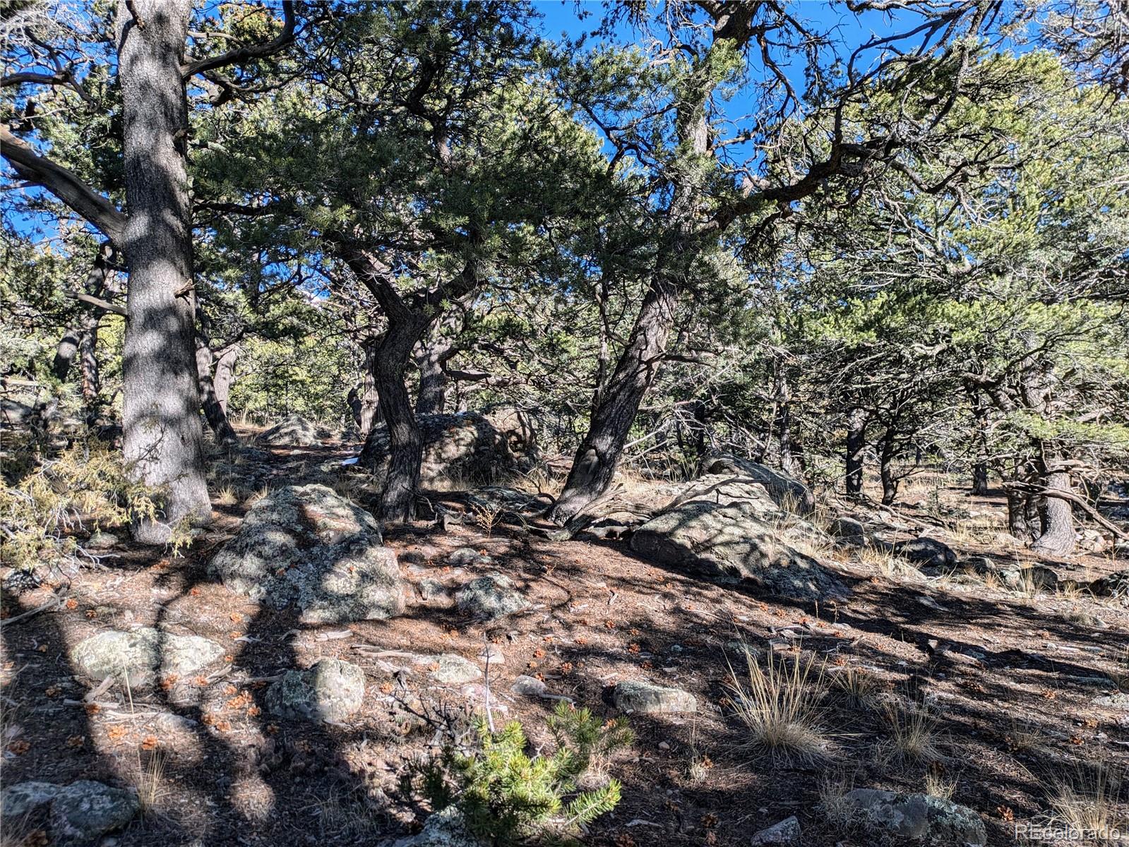 1284 Echo Point Crestone, CO 81131 - Photo 10 of 11 a view of a tree