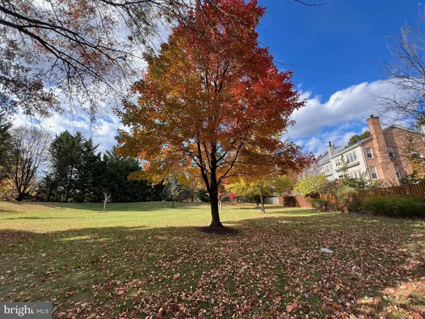 a view of a big yard with potted plants and large trees