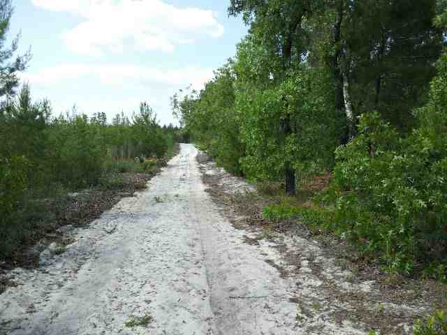 0 Tower Road Perry, FL 32348 - Photo 1 of 3 Gallery Image 1
