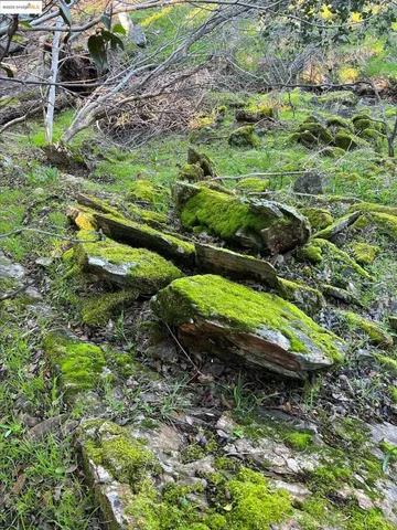 a view of a dry yard