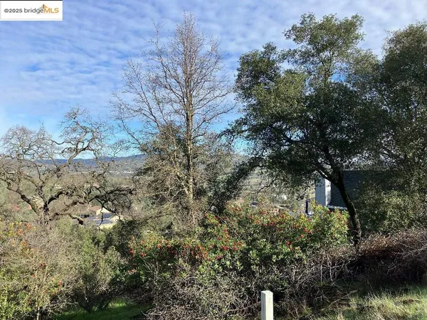 a view of a bunch of trees and bushes