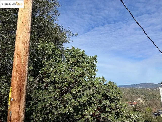 a view of a tree in a yard