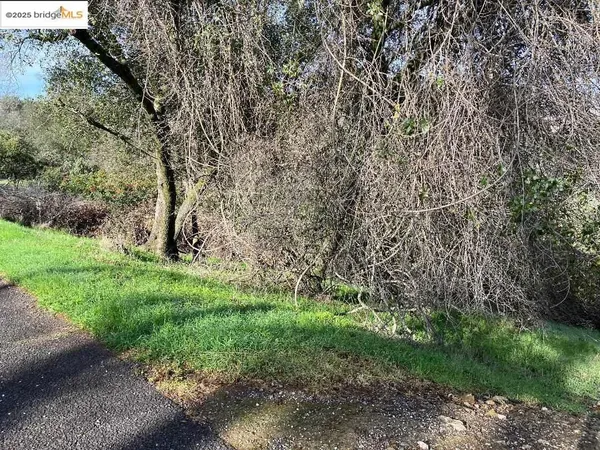 a view of a forest with lots of trees