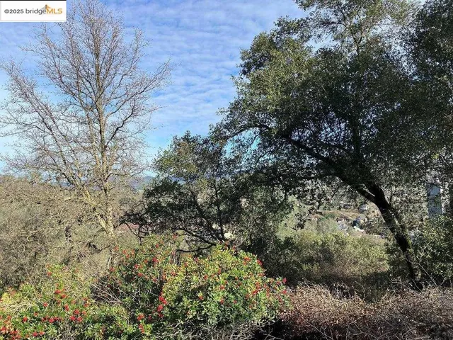 a view of a lush green space