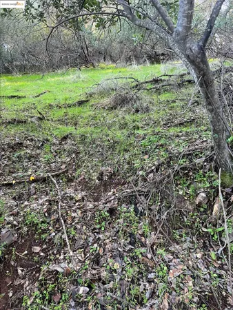a view of a field with a tree in the background
