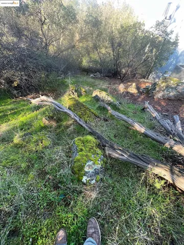 a view of a yard with a tree
