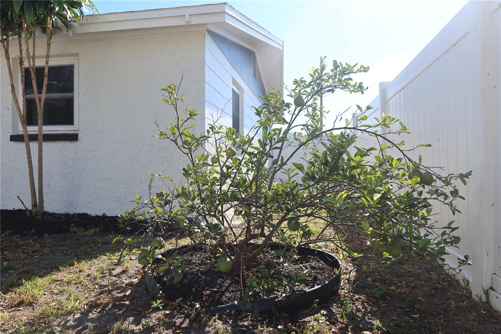 7521 Coventry Drive Port Richey, FL 34668 - Photo 38 of 45 a plant that is in front of a house
