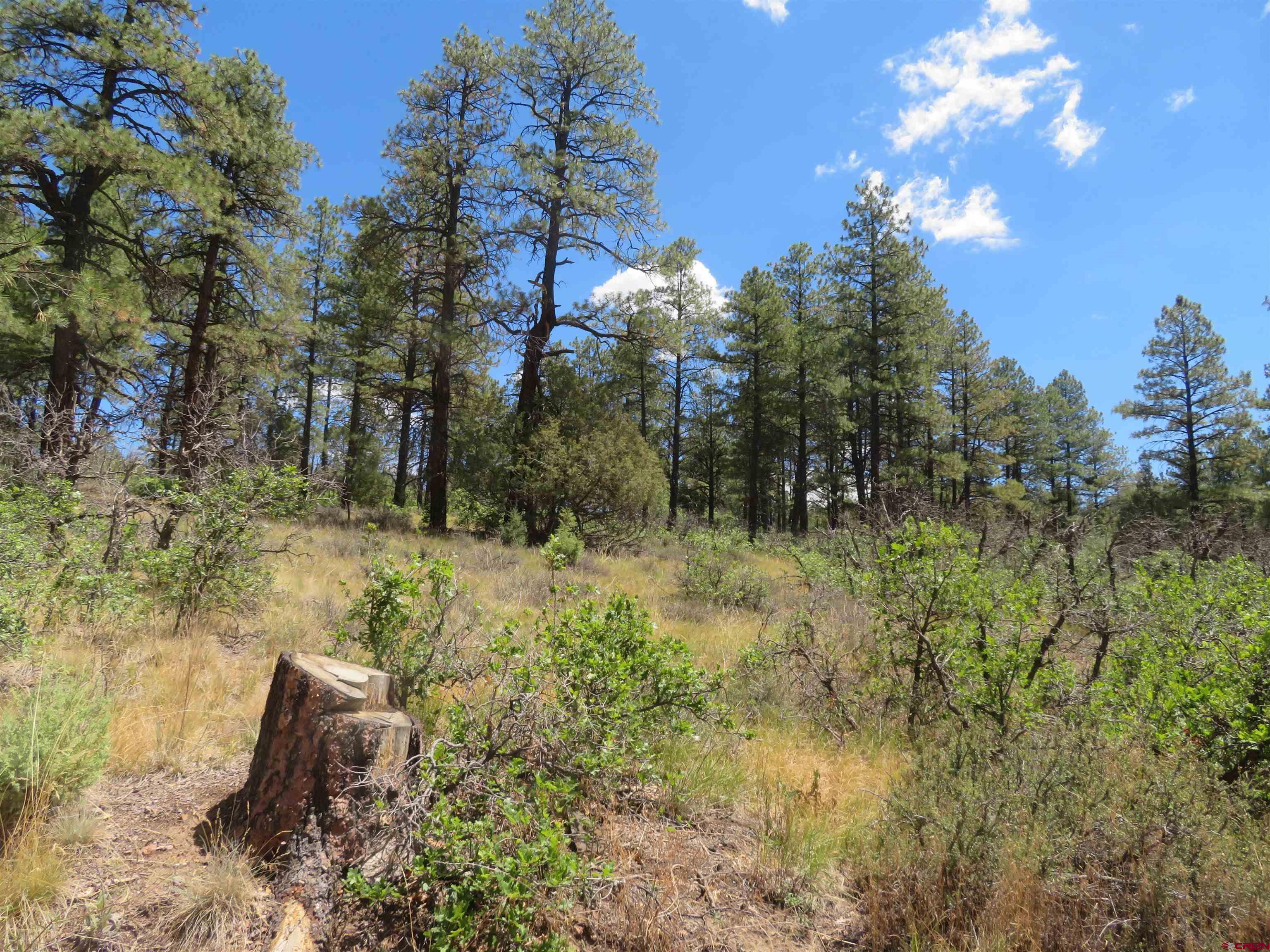 16 Crooked Road Pagosa Springs, CO 81147 - Photo 18 of 22