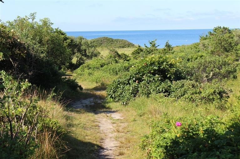 39 Pine Grove Road Chatham, MA 02633 - Photo 3 of 34 a view of a yard with a tree