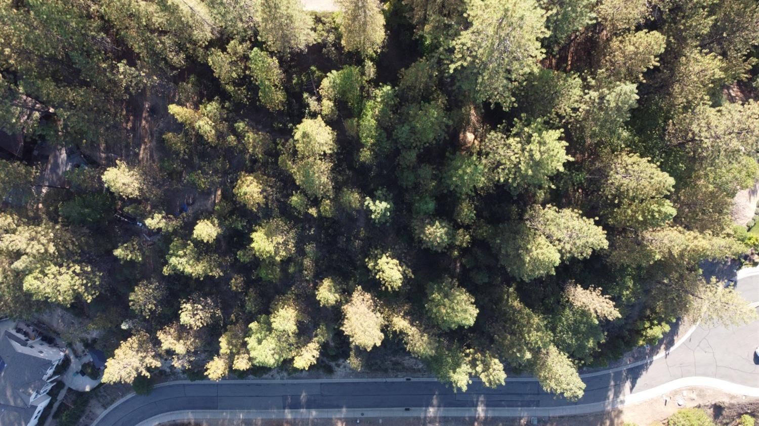 5 Estey Way Placerville, CA 95667 - Photo 3 of 8 a view of tree