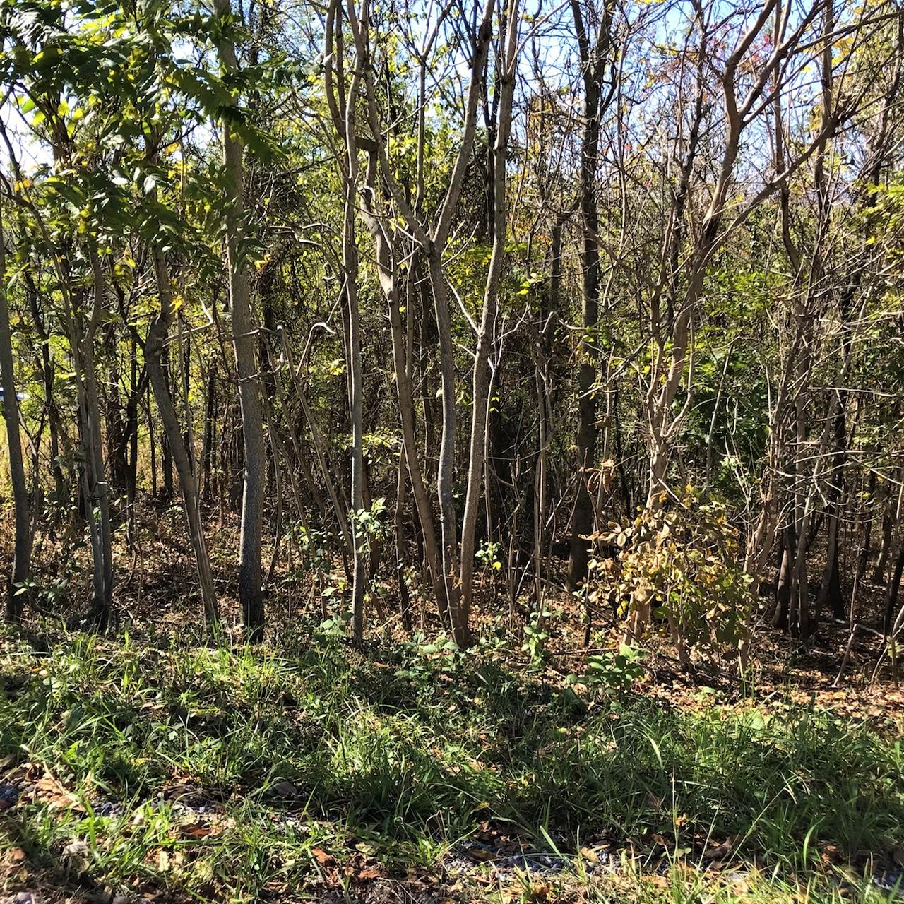 Mountain Mist Drive Del Rio, TN 37727 - Photo 6 of 11 11