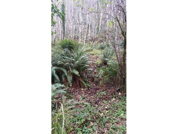 Elk City Road Toledo, OR 97391 - Photo 23 of 34 a close up of a plant in a garden