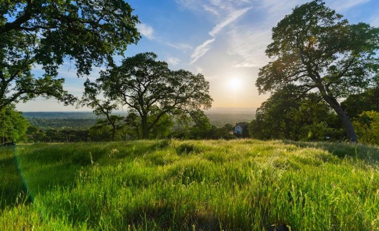a view of a lush green space