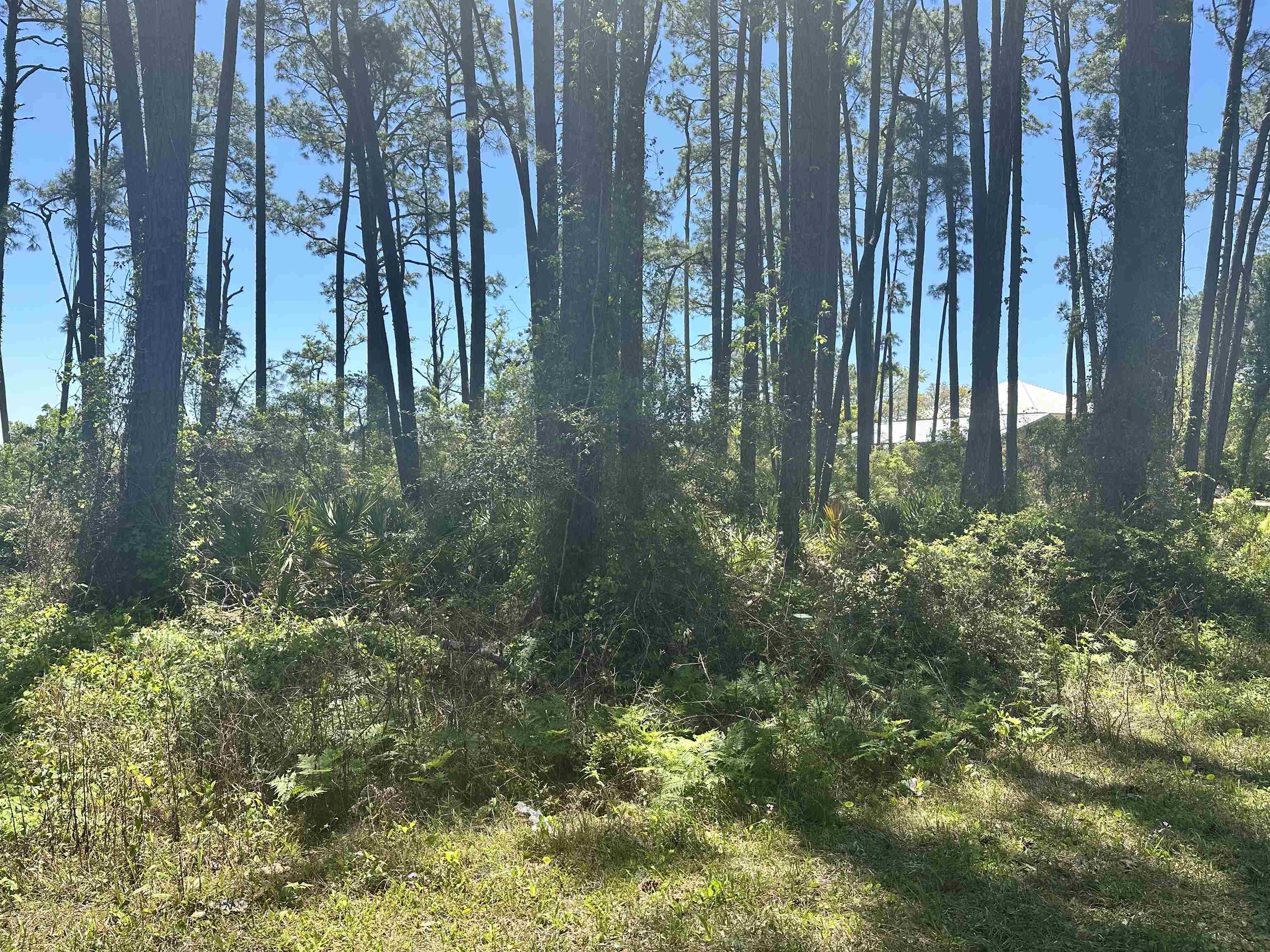 2790 Highway 98 East Carrabelle, FL 32322 - Photo 3 of 8