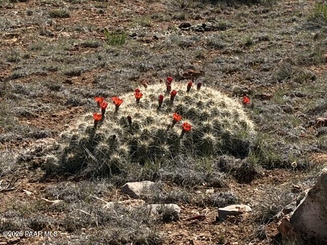 363- Via Dolorosa Road Seligman, AZ 86337 - Photo 3 of 6
