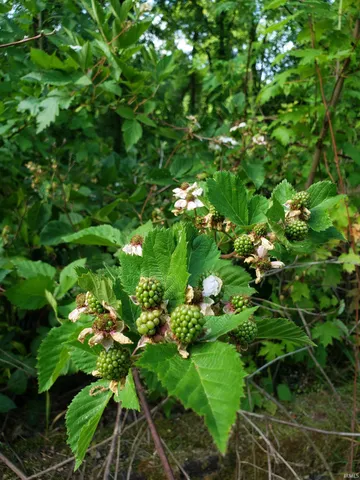 $115,000 | 13265 Prospect Street, Jasonville, IN 47438