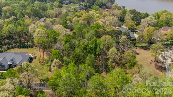 a view of a forest with a tree