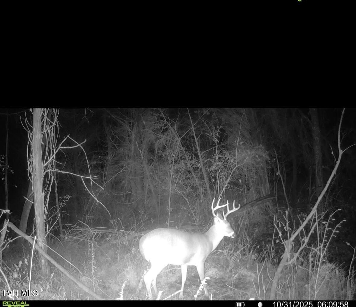 185 Union Road Greeneville, TN 37745 - Photo 47 of 47 IMG_6038