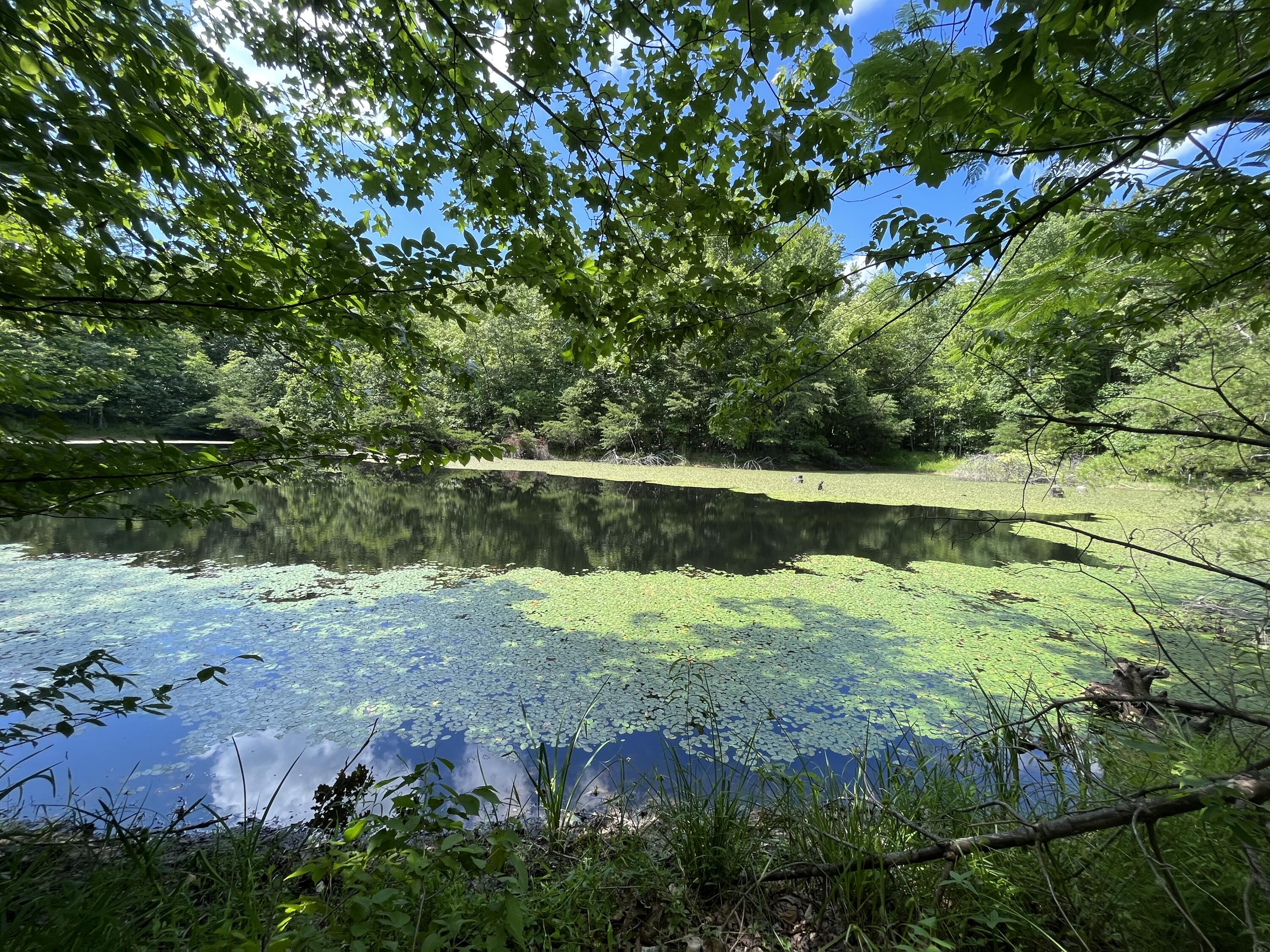 650 Ditney Ridge Road Morehead, KY 40351 - Photo 1 of 37 Lake Reflections