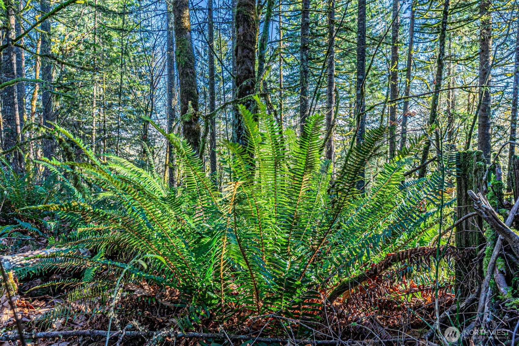 0 Dempsey Lane Southwest Olympia, WA 98512 - Photo 11 of 16