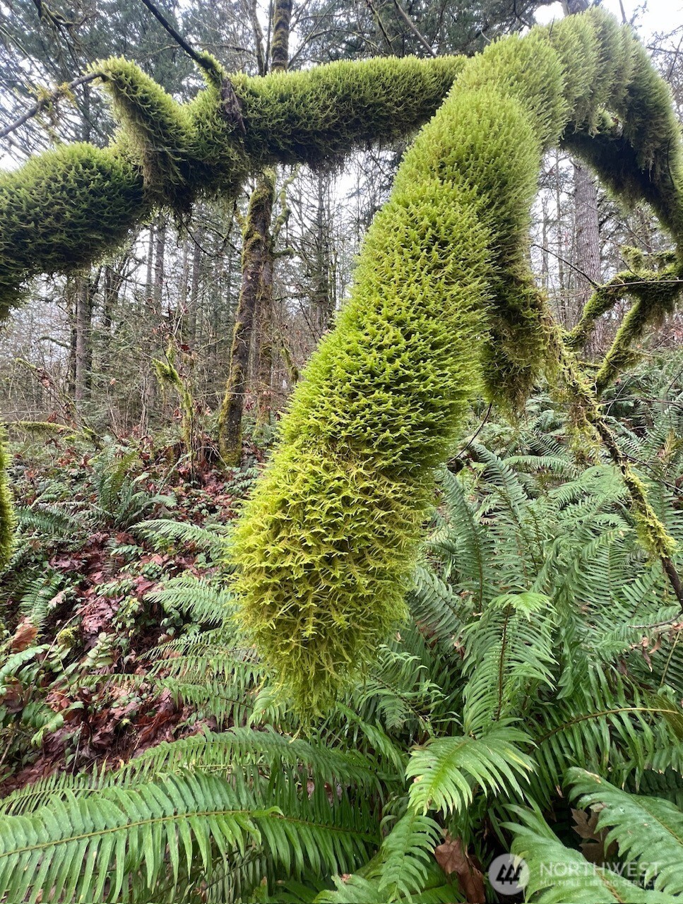 0 Dempsey Lane Southwest Olympia, WA 98512 - Photo 5 of 16