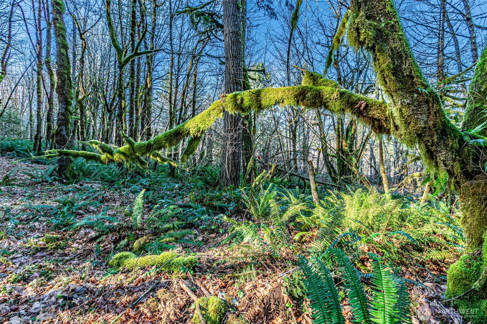 0 Dempsey Lane Southwest Olympia, WA 98512 - Photo 6 of 16