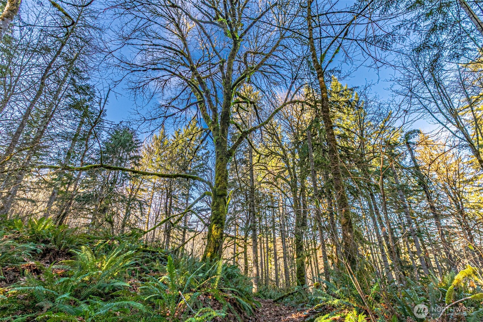 0 Dempsey Lane Southwest Olympia, WA 98512 - Photo 8 of 16