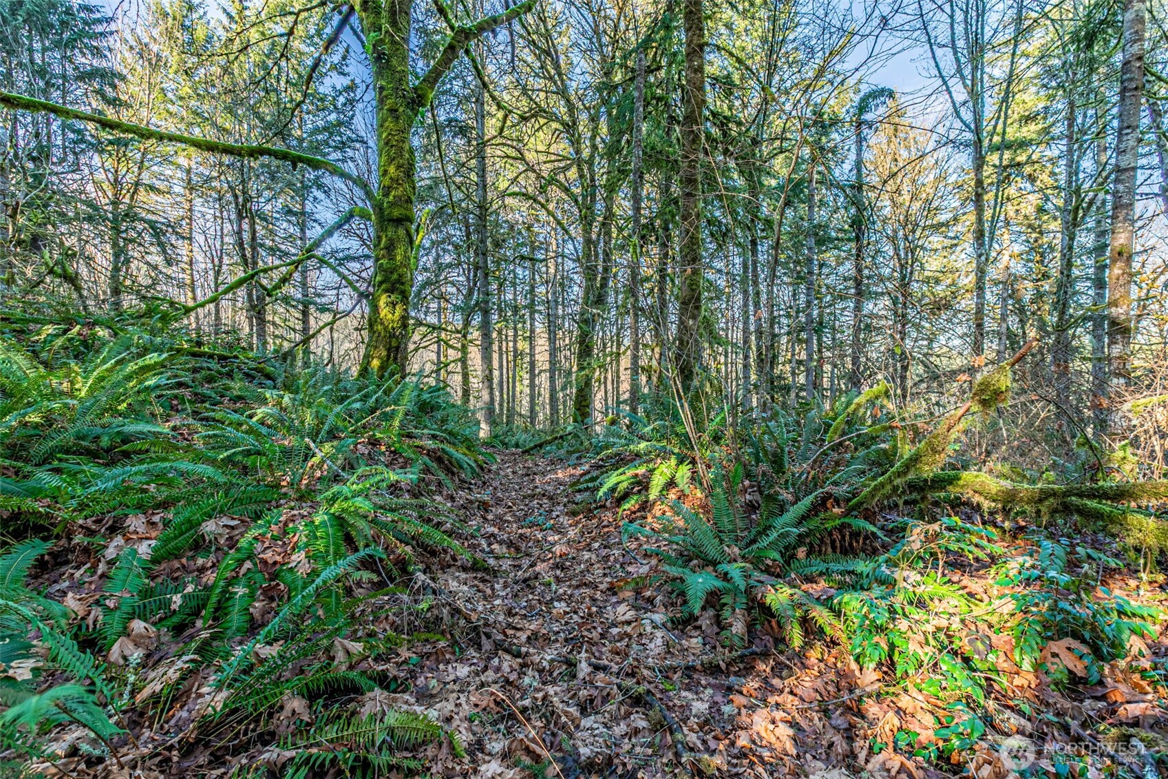 0 Dempsey Lane Southwest Olympia, WA 98512 - Photo 9 of 16