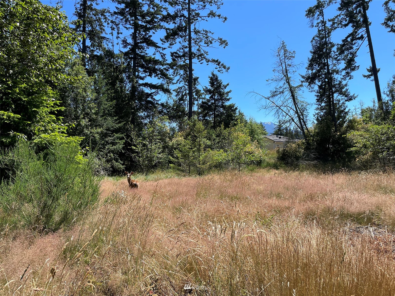 0 West 8th Street Port Angeles, WA 98363 - Photo 15 of 40 a view of a yard with plants and a tree