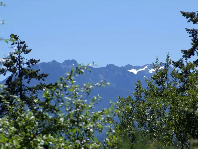a view of a bunch of flowers in a tree