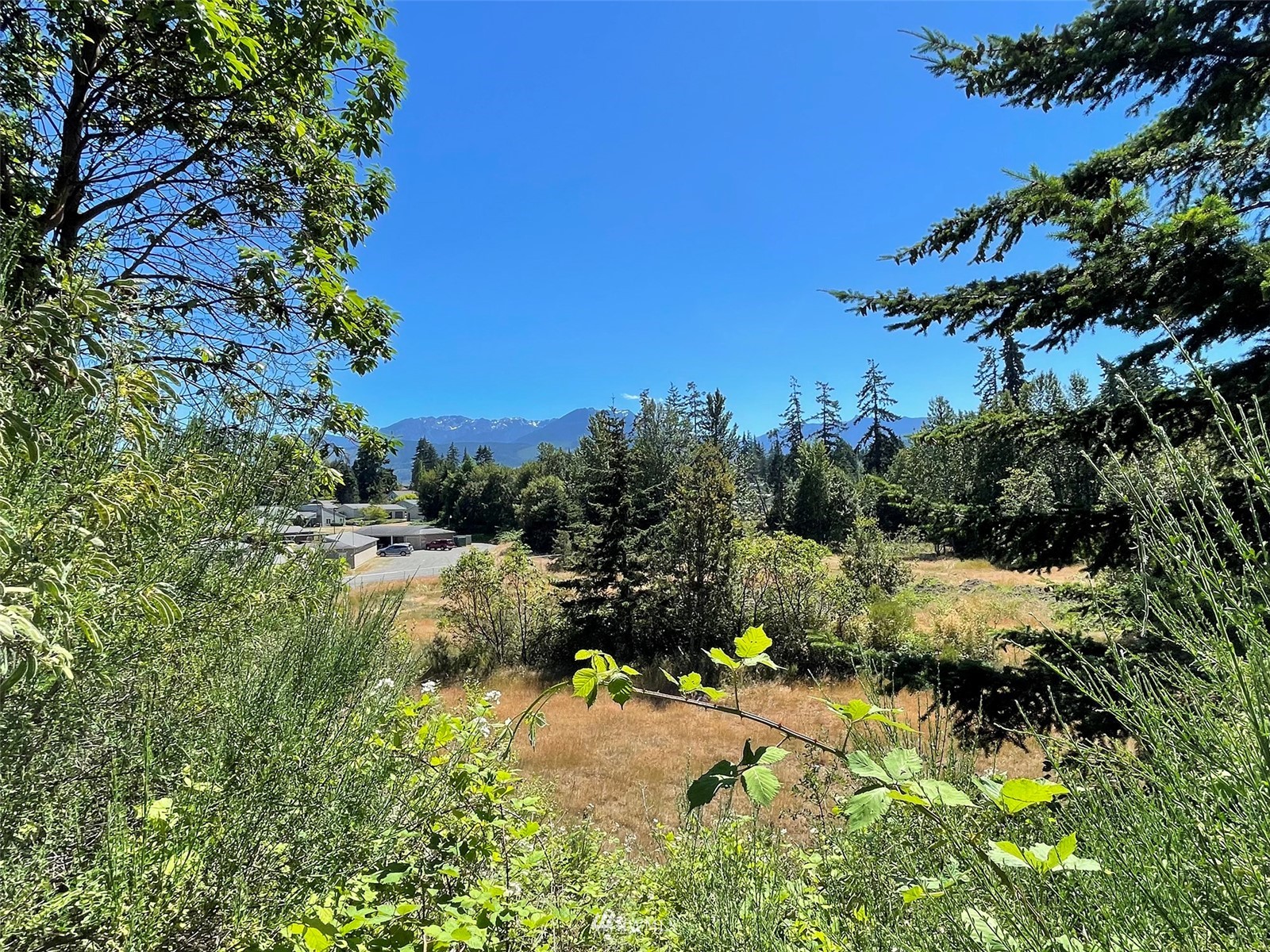 0 West 8th Street Port Angeles, WA 98363 - Photo 8 of 40 a view of a yard with plants and large trees