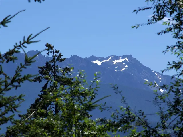 a view of a flower in a garden