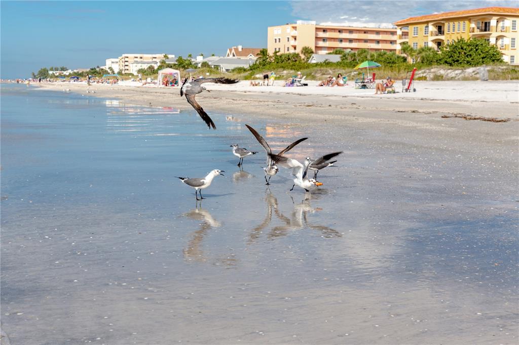 816 Hidden Harbour Drive Indian Rocks Beach, FL 33785 - Photo 56 of 58